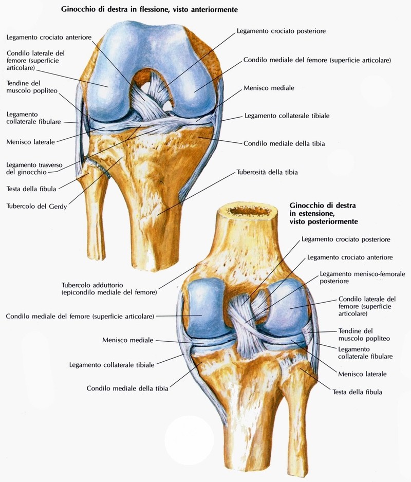 Articolazione del ginocchio